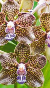 Орхидейното кралство