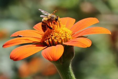 Откраднатата песен на пчелата