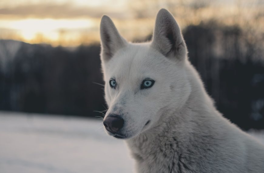 white wolf shallow focus photography